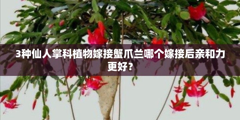 3种仙人掌科植物嫁接蟹爪兰哪个嫁接后亲和力更好？
