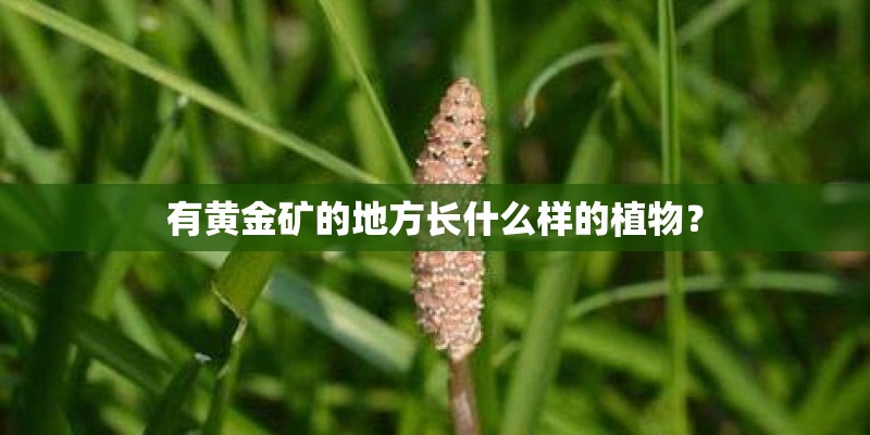 有黄金矿的地方长什么样的植物？