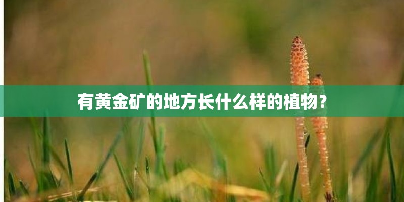 有黄金矿的地方长什么样的植物？