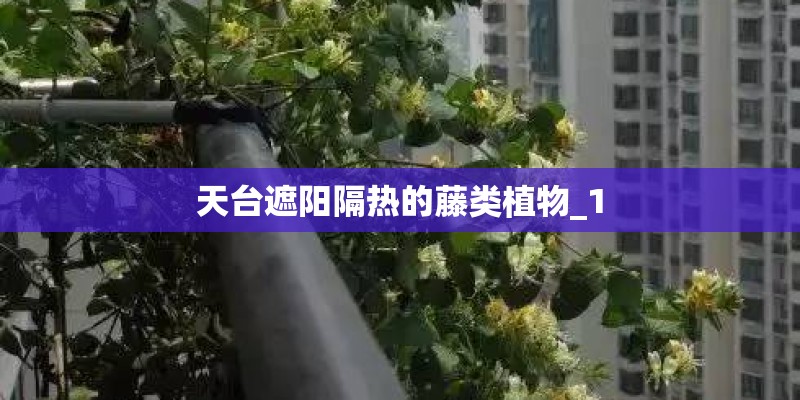天台遮阳隔热的藤类植物_1