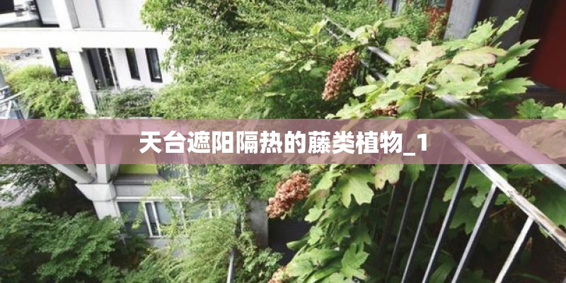 天台遮阳隔热的藤类植物_1