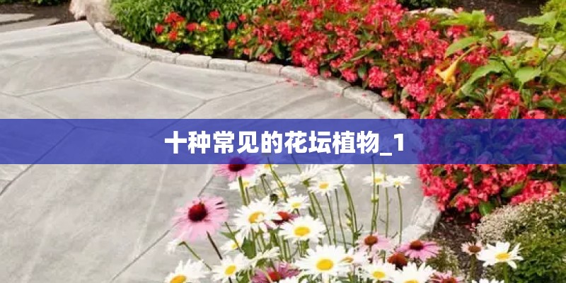 十种常见的花坛植物_1