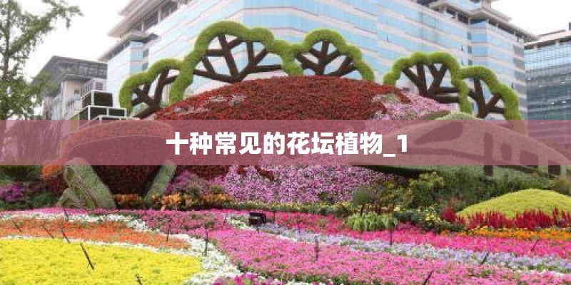 十种常见的花坛植物_1