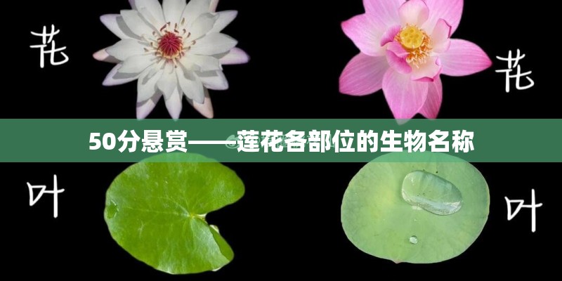 50分悬赏——莲花各部位的生物名称