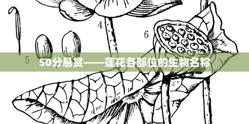 50分悬赏——莲花各部位的生物名称