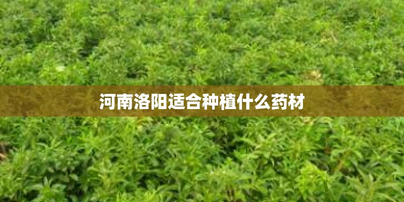 河南洛阳适合种植什么药材