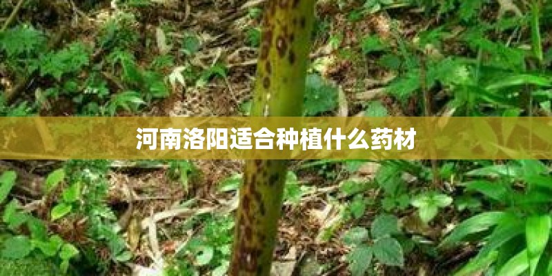 河南洛阳适合种植什么药材