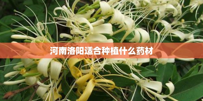河南洛阳适合种植什么药材