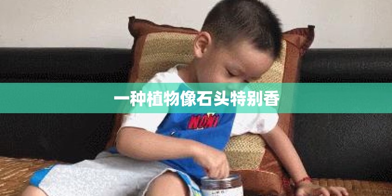 一种植物像石头特别香 一种植物像石头特别香