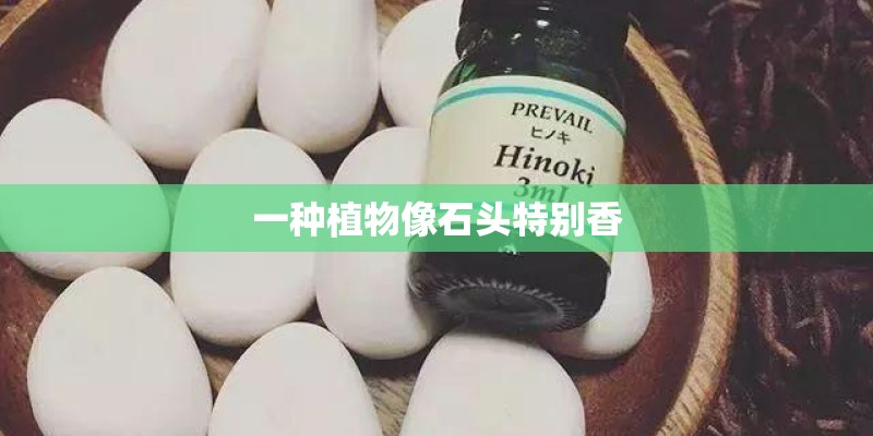 一种植物像石头特别香 一种植物像石头特别香