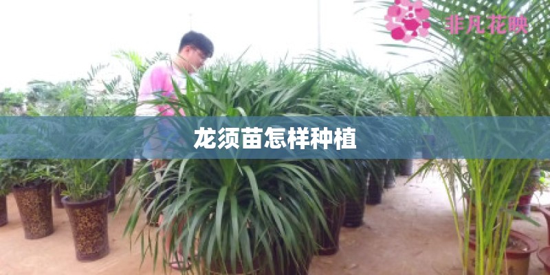 龙须苗怎样种植
