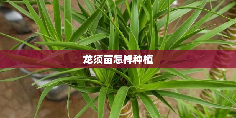 龙须苗怎样种植 龙须苗怎样种植