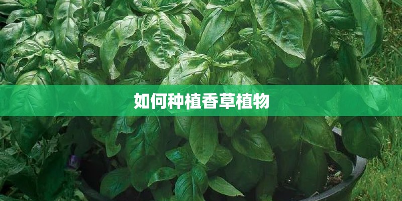 如何种植香草植物