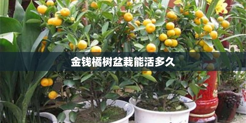 金钱橘树盆栽能活多久