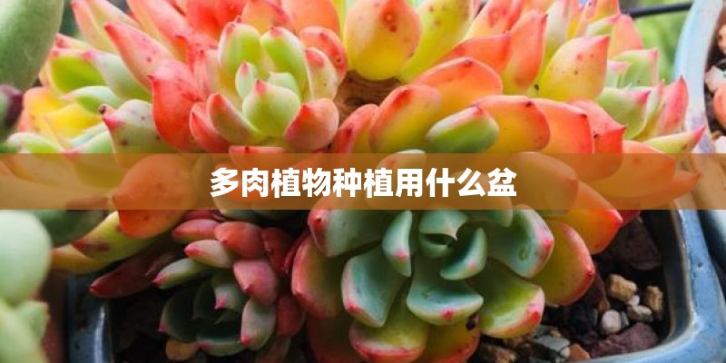 多肉植物种植用什么盆