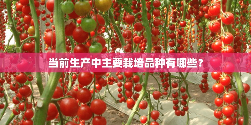 当前生产中主要栽培品种有哪些？