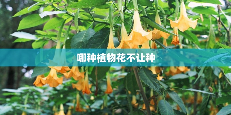哪种植物花不让种