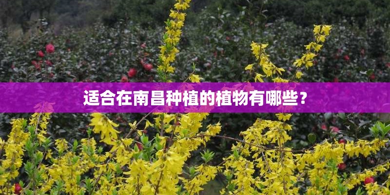 适合在南昌种植的植物有哪些？