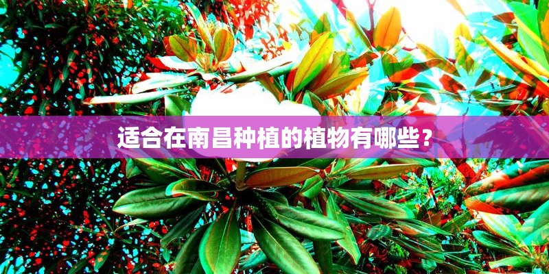 适合在南昌种植的植物有哪些？