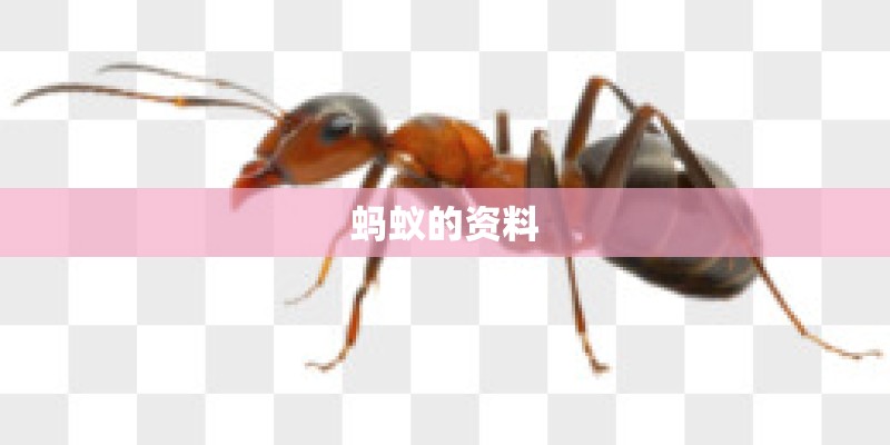 蚂蚁的资料