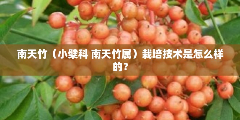 南天竹（小檗科 南天竹属）栽培技术是怎么样的？