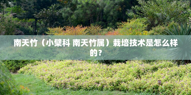 南天竹（小檗科 南天竹属）栽培技术是怎么样的？