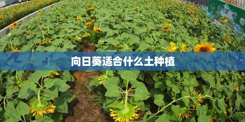 向日葵适合什么土种植