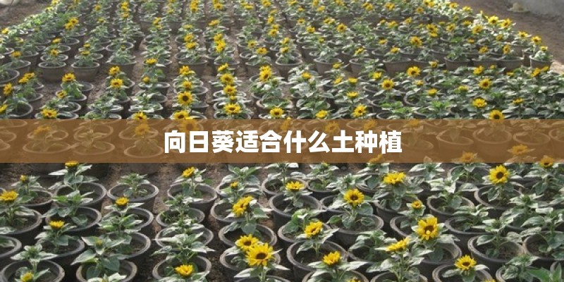 向日葵适合什么土种植