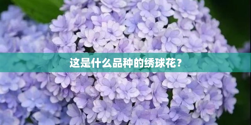 这是什么品种的绣球花？