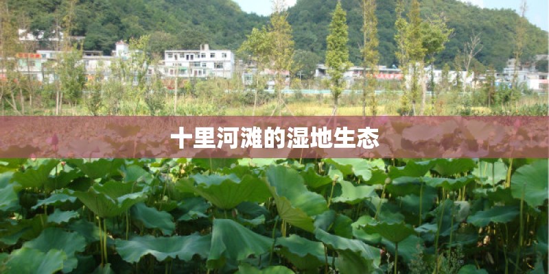 十里河滩的湿地生态