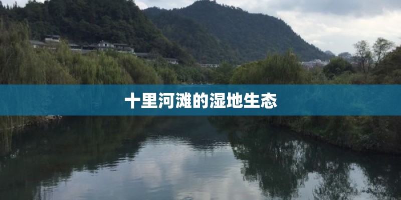 十里河滩的湿地生态