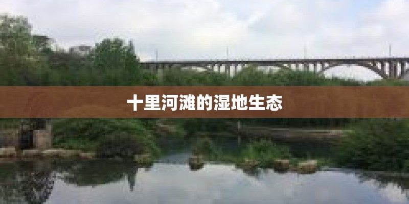 十里河滩的湿地生态