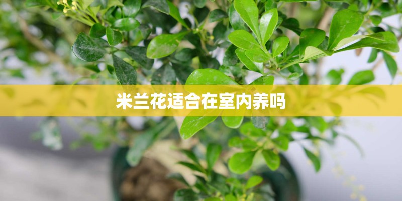 米兰花适合在室内养吗