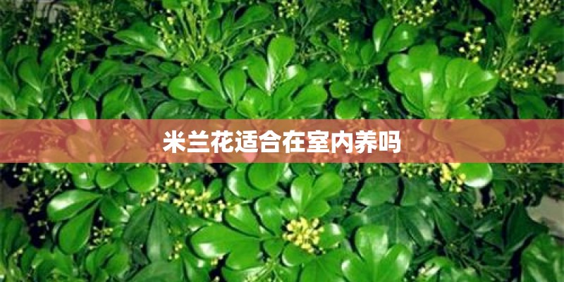 米兰花适合在室内养吗