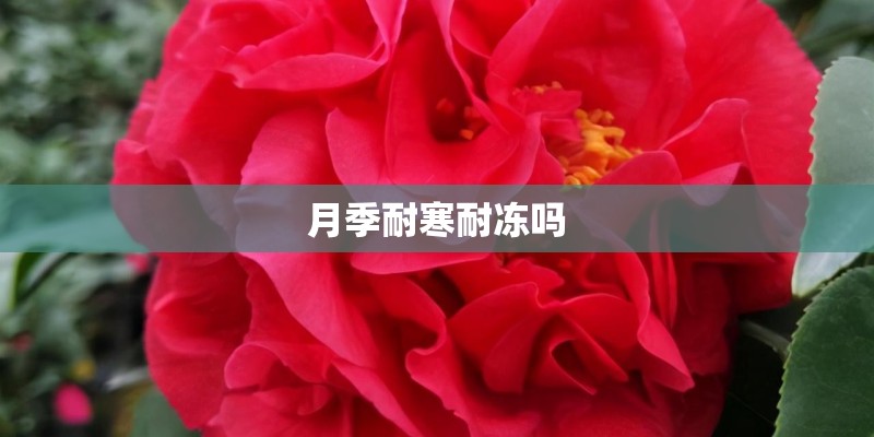 月季耐寒耐冻吗