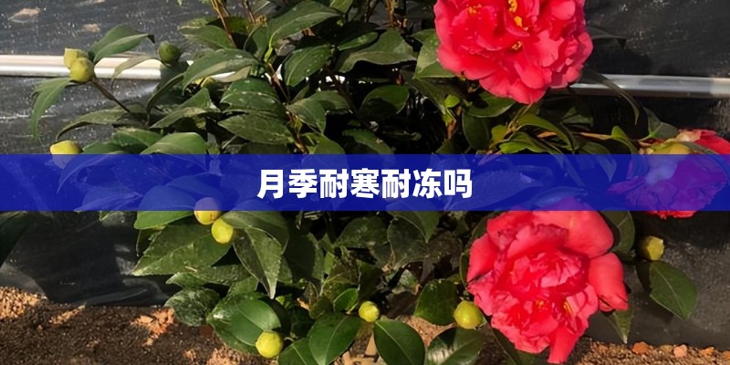 月季耐寒耐冻吗