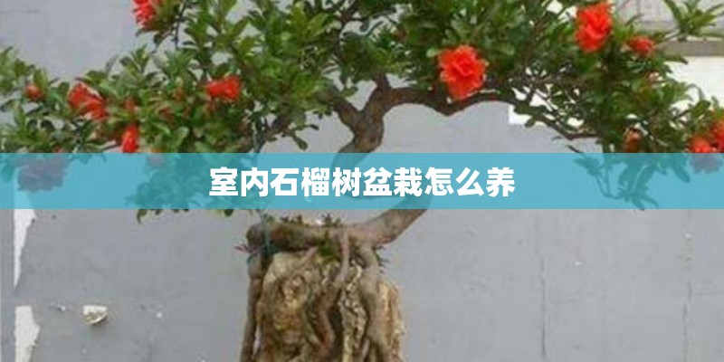 室内石榴树盆栽怎么养