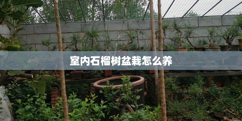 室内石榴树盆栽怎么养
