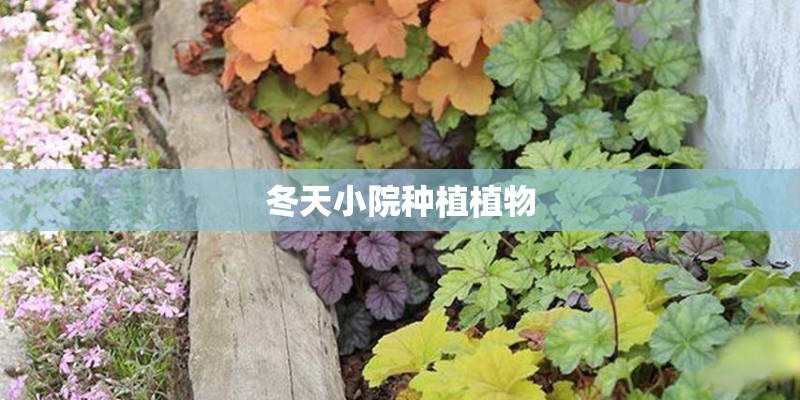 冬天小院种植植物