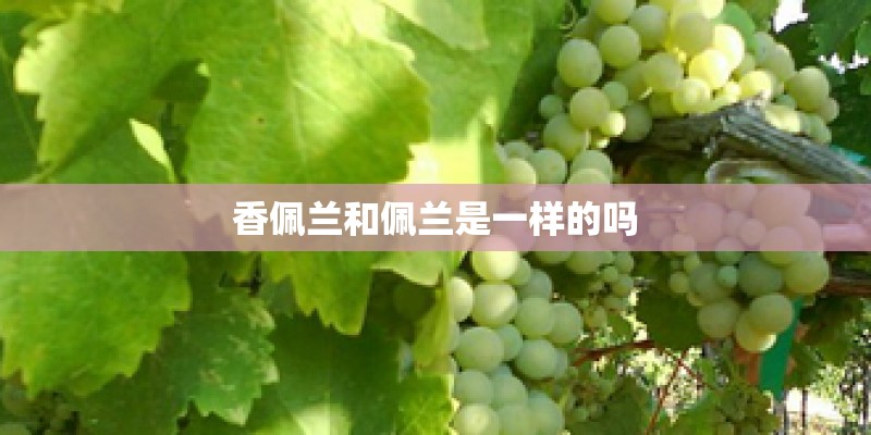 香佩兰和佩兰是一样的吗