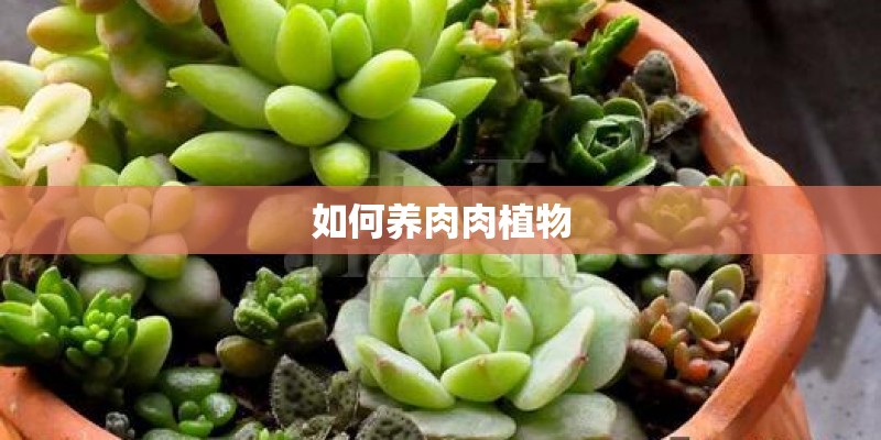 如何养肉肉植物
