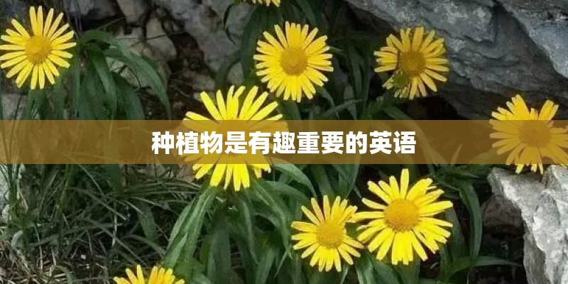 种植物是有趣重要的英语 种植物是有趣重要的英语