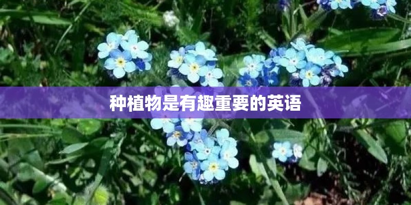 种植物是有趣重要的英语 种植物是有趣重要的英语