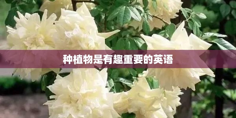 种植物是有趣重要的英语 种植物是有趣重要的英语
