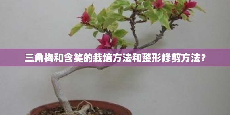 三角梅和含笑的栽培方法和整形修剪方法? 三角梅和含笑的栽培方法和整形修剪方法?