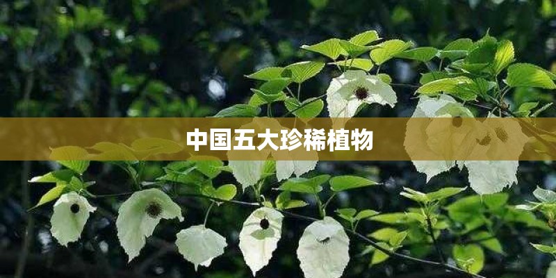 中国五大珍稀植物