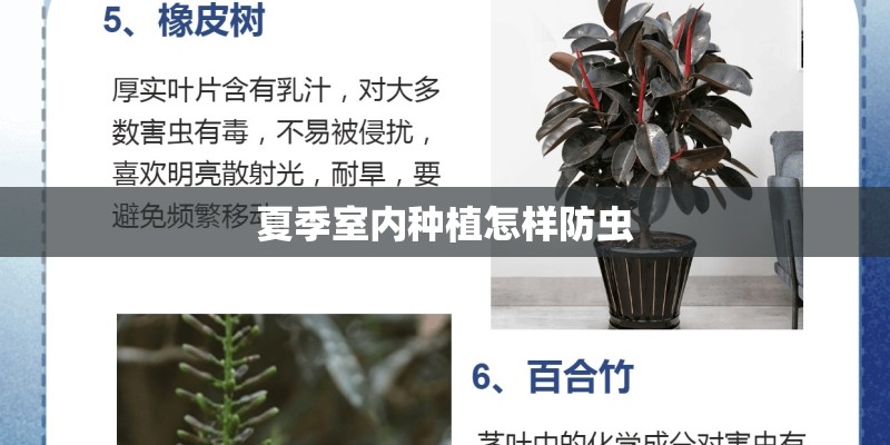 夏季室内种植怎样防虫