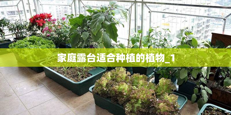 家庭露台适合种植的植物_1 家庭露台适合种植的植物_1