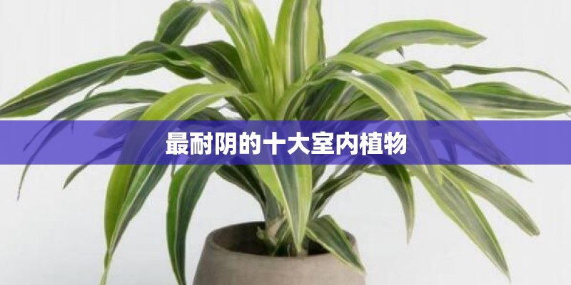 最耐阴的十大室内植物 最耐阴的十大室内植物