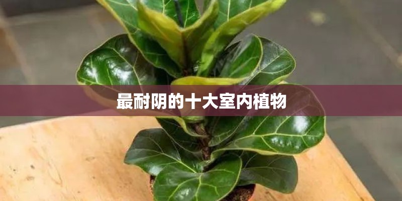 最耐阴的十大室内植物 最耐阴的十大室内植物